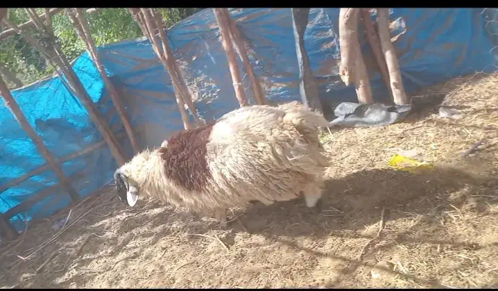 18/000/000|حیوانات مزرعه|فاریاب, |دیوار