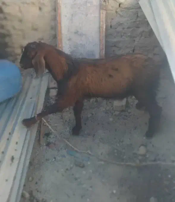 گوسفند پاچن|حیوانات مزرعه|سراوان, |دیوار