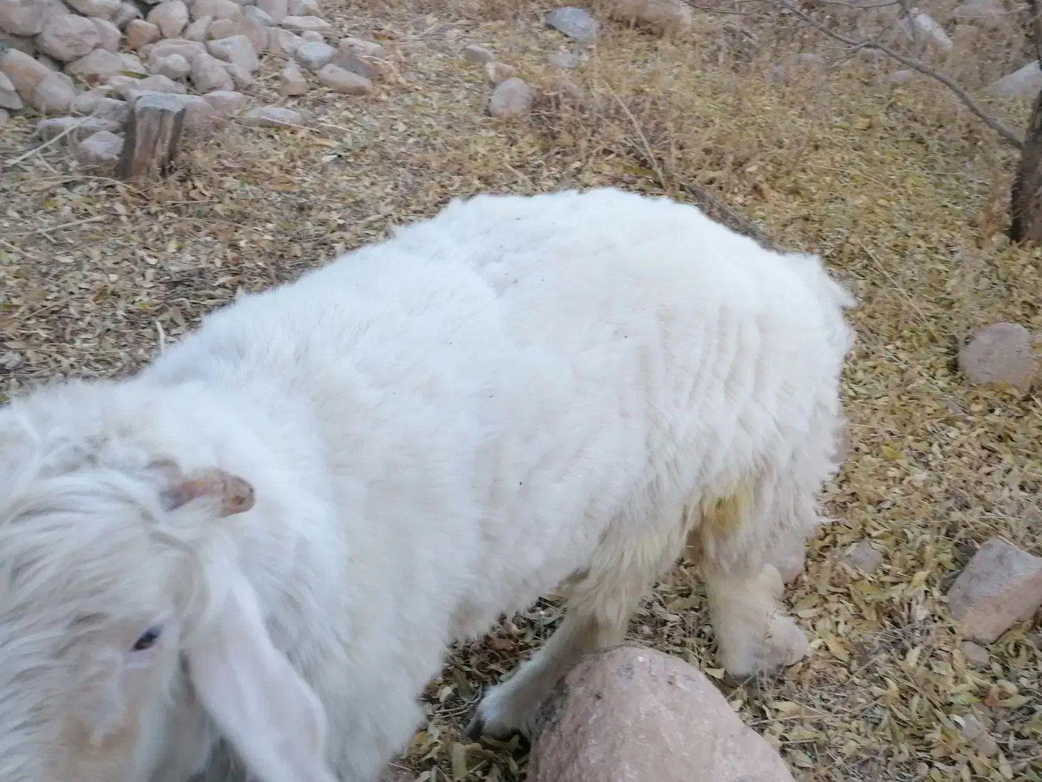 فروش بره وچپش سانن طزرجان|حیوانات مزرعه|تفت, |دیوار