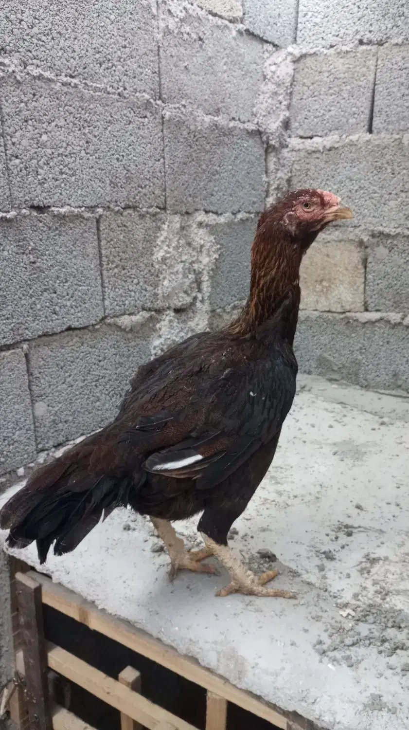 مرغ لاری|حیوانات مزرعه|فومن, |دیوار