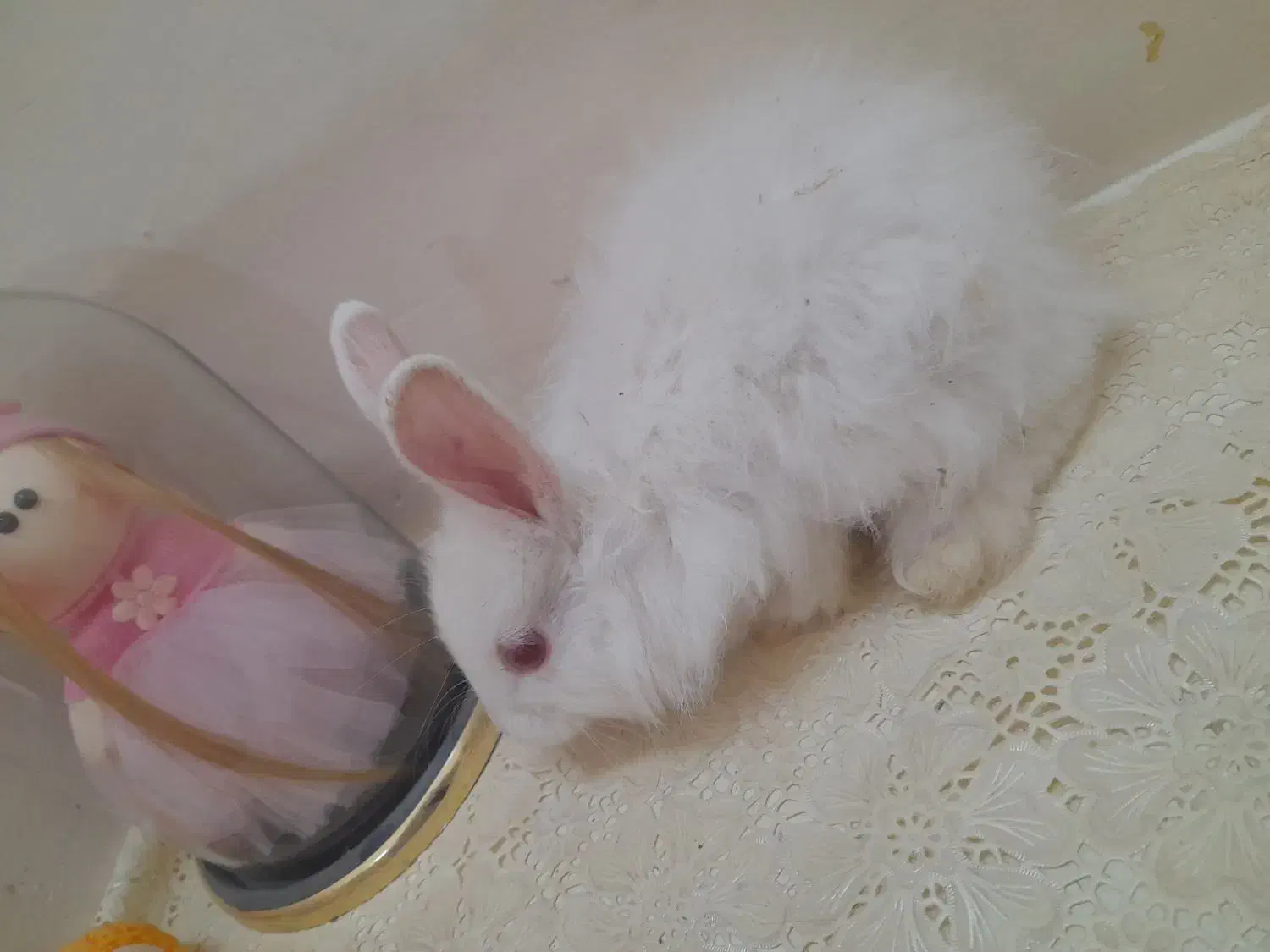 بچه خرگوش|موش و خرگوش|نجفآباد, قلعه سفید|دیوار