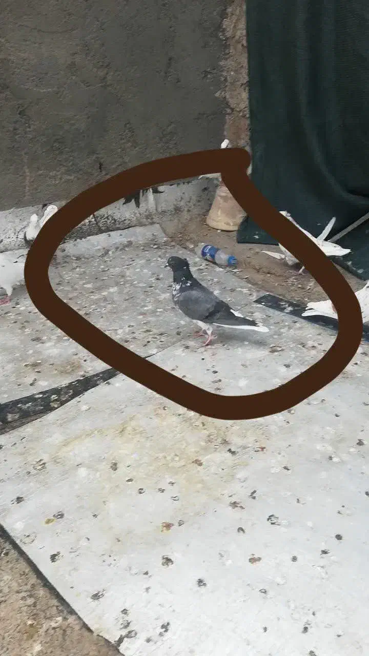 کبوتر|پرنده|میبد, |دیوار