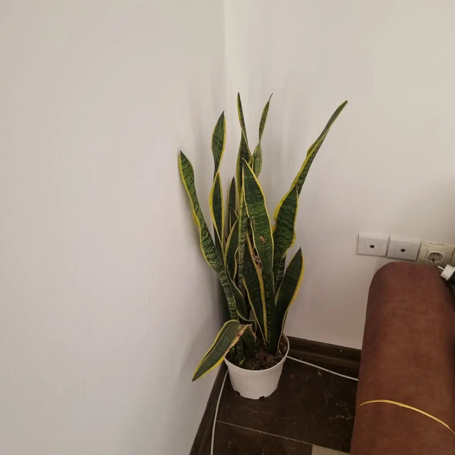 گلدان|گل و گیاه طبیعی|کیش, |دیوار