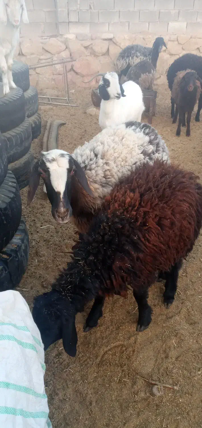 گوسفند|حیوانات مزرعه|هفدر, |دیوار