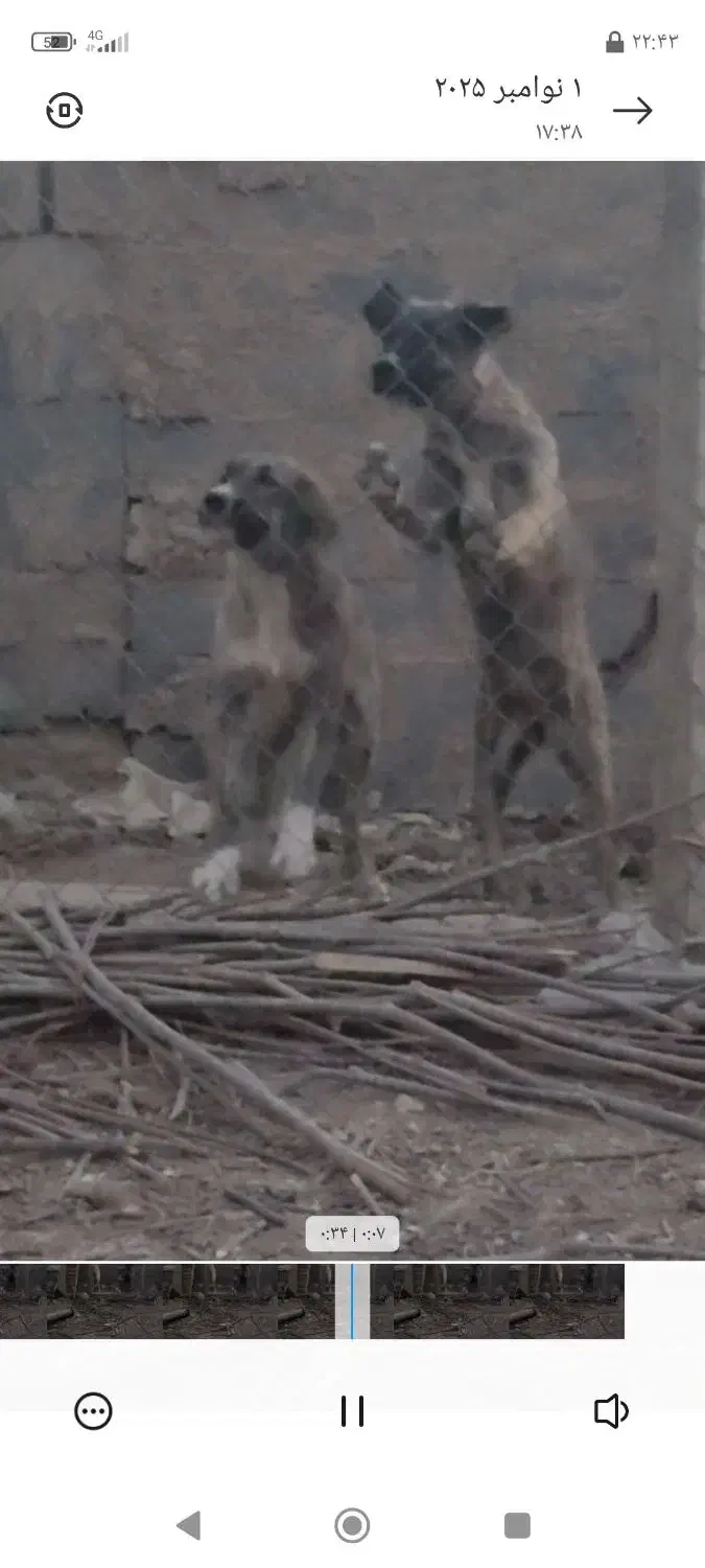 توله سگ بومی|سگ|برخوار, |دیوار