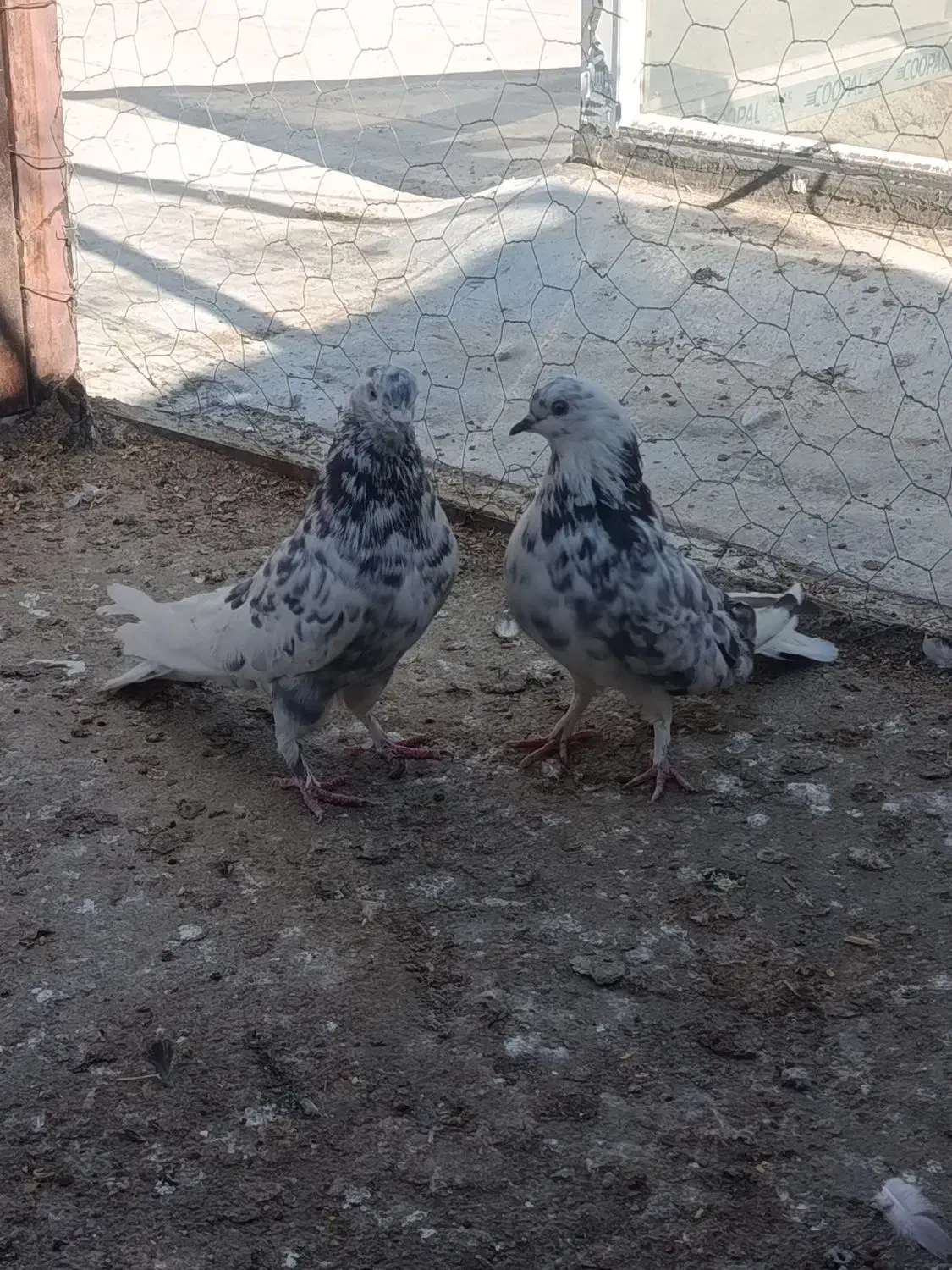 کبوتر صدا کن.|پرنده|شهرکرد, |دیوار