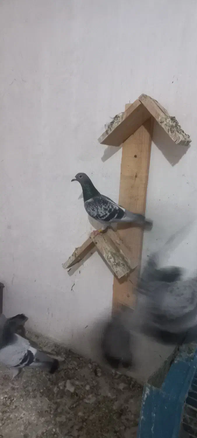 کبوتر|پرنده|نقده, |دیوار