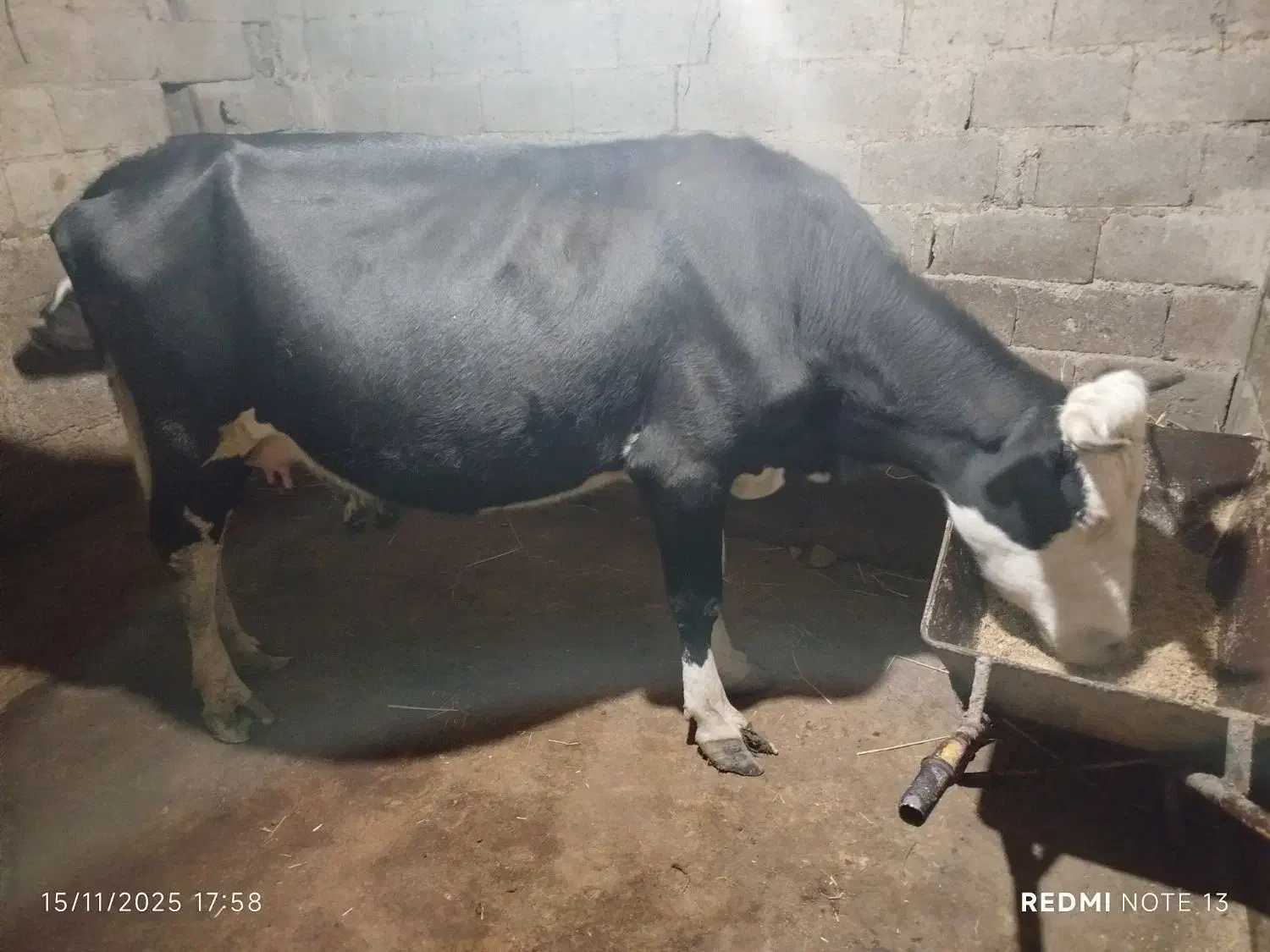 گاو مونت بیلیارد باگوساله نر جنس|حیوانات مزرعه|ماسال, |دیوار