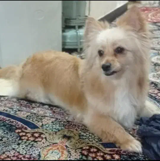 سگ گمشده|سگ|شهرکرد, |دیوار