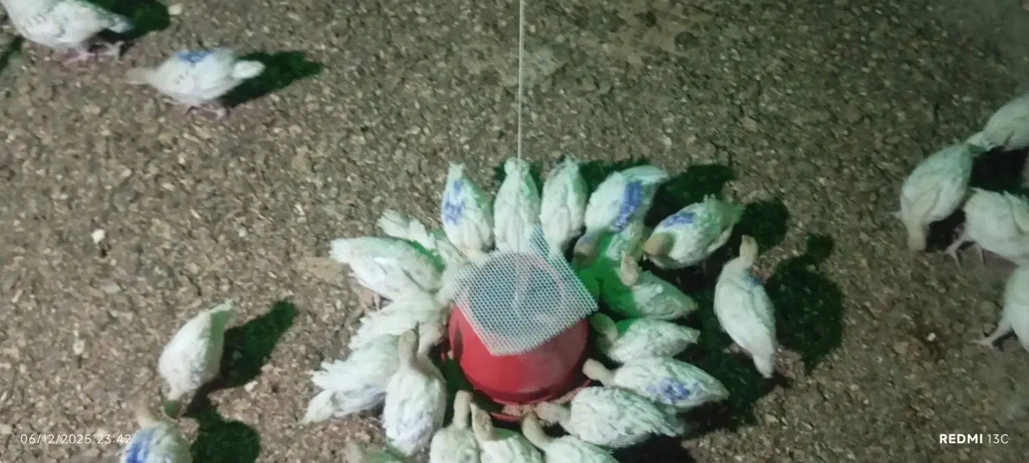 جوجه چهل روزه بوقلمون|حیوانات مزرعه|قم, جمکران|دیوار