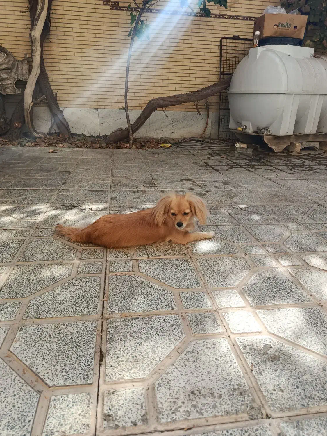 سگ پامر|سگ|مبارکه, |دیوار