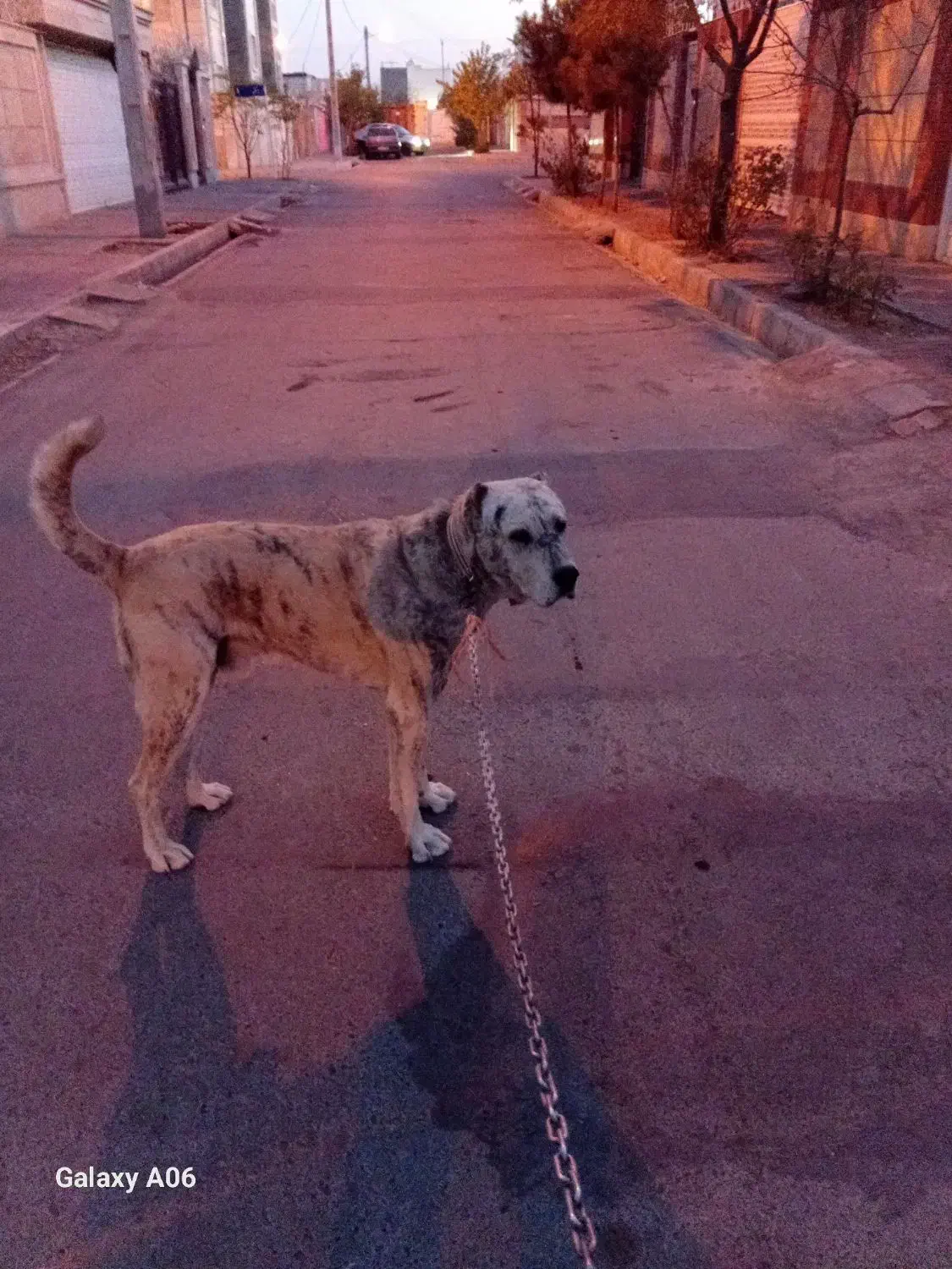 سگ گله ونگهبان|سگ|گلبهار, شهر جدید گلبهار|دیوار