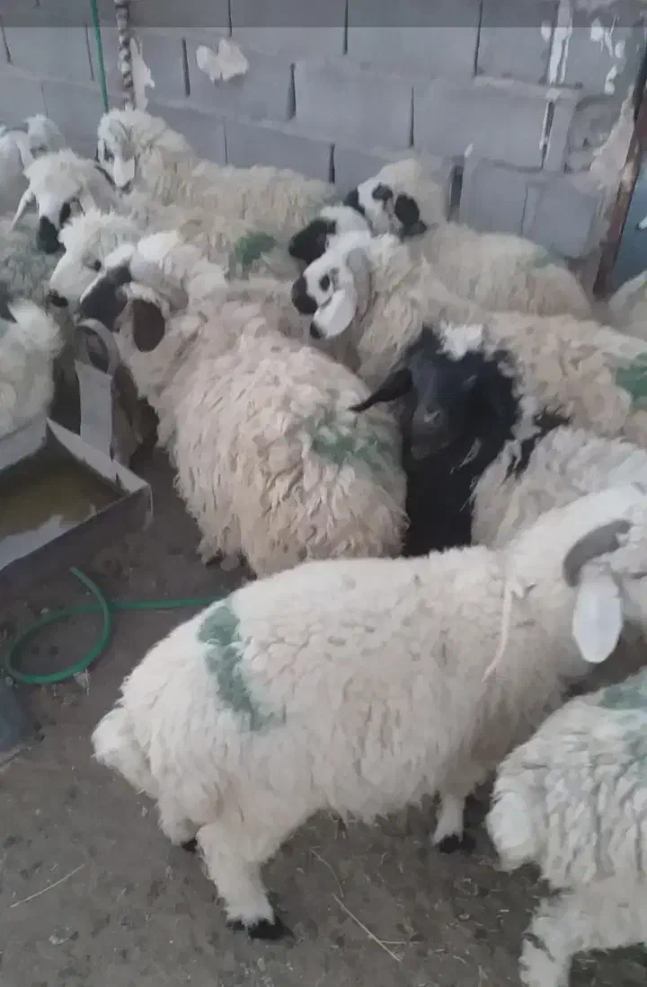 بره نر و ماده|حیوانات مزرعه|بافت, |دیوار