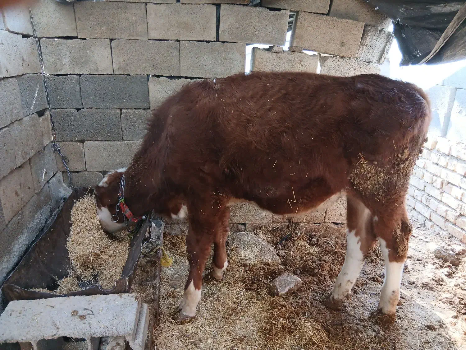 گاو و گوساله|حیوانات مزرعه|داران, |دیوار