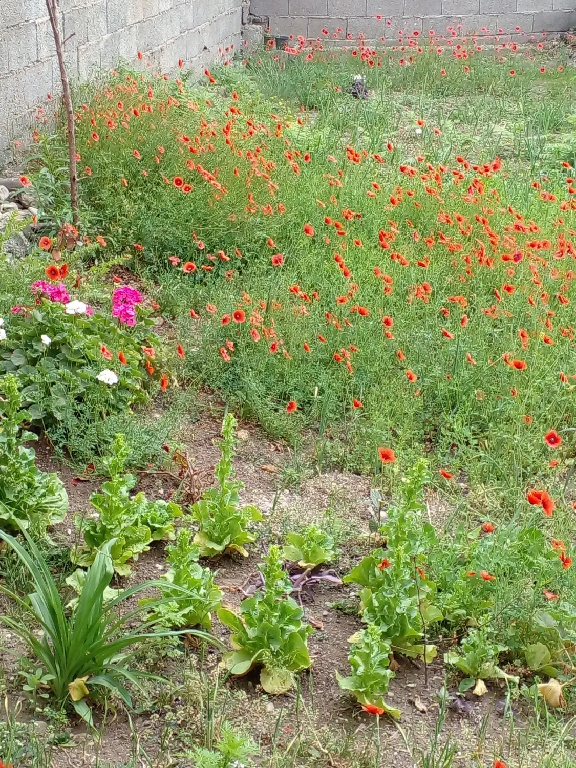 فروش چرم گاوی برای باغ وخزانه وگل وگیاه|گل و گیاه طبیعی|ماسال, |دیوار