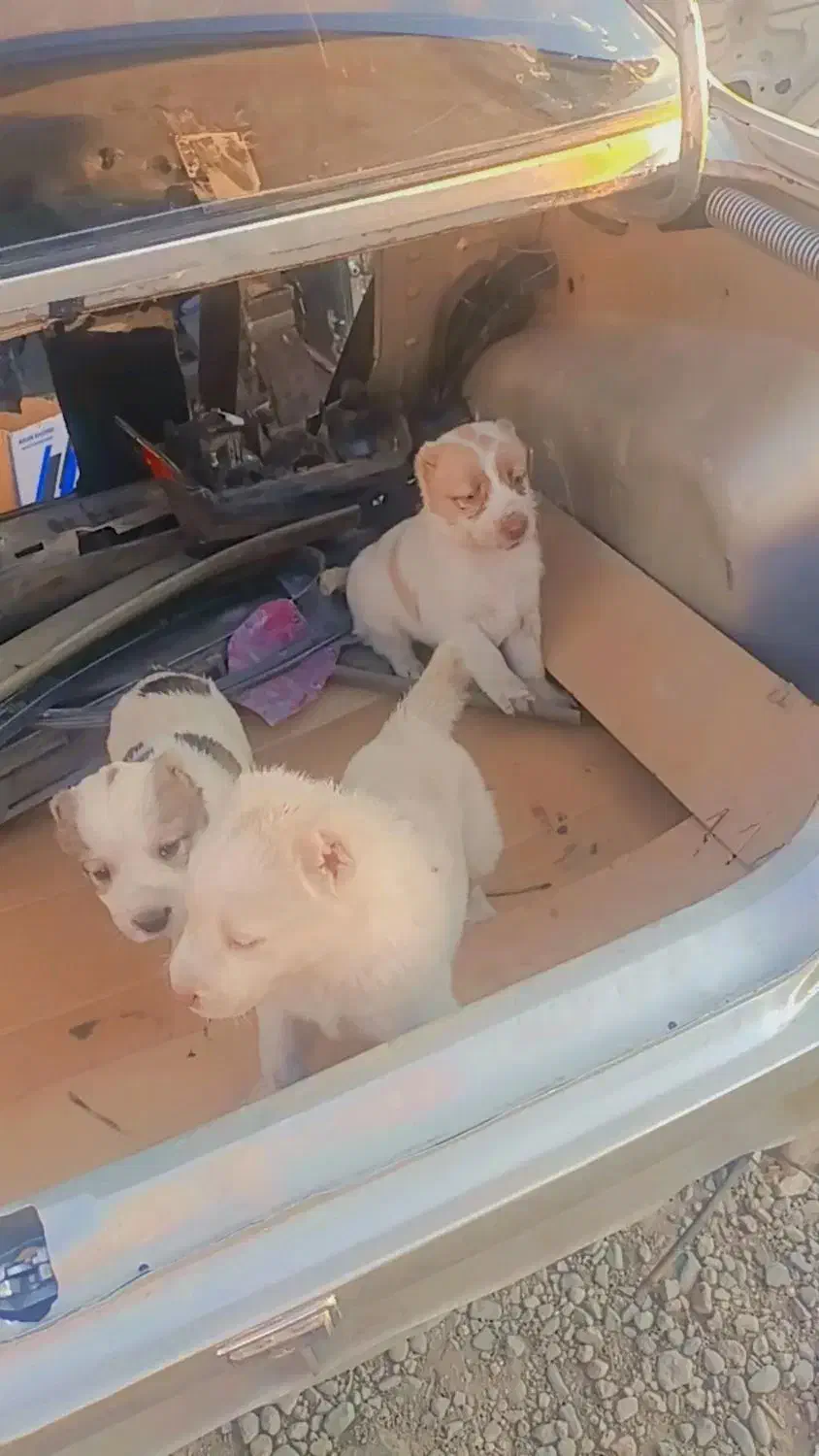 واگذاری الابای دوتا ماده یه نر|سگ|جیرفت, |دیوار