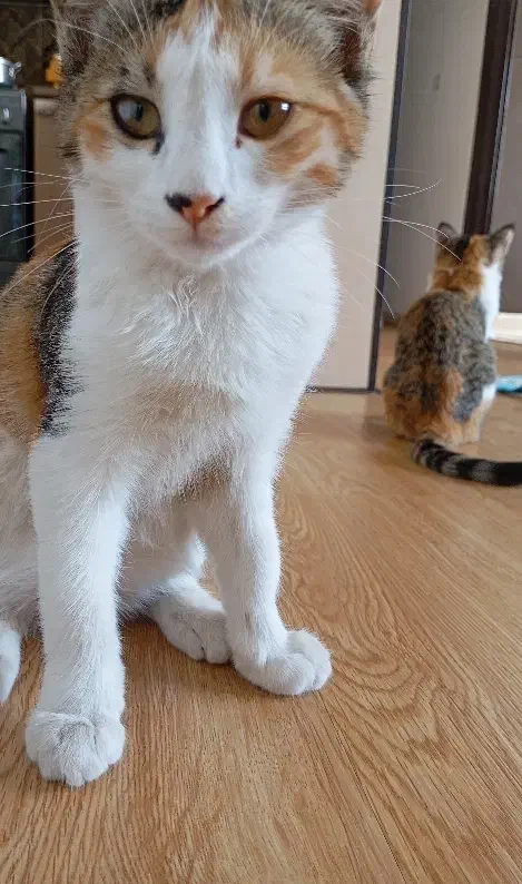 گربه ماده|گربه|قم, پردیسان|دیوار