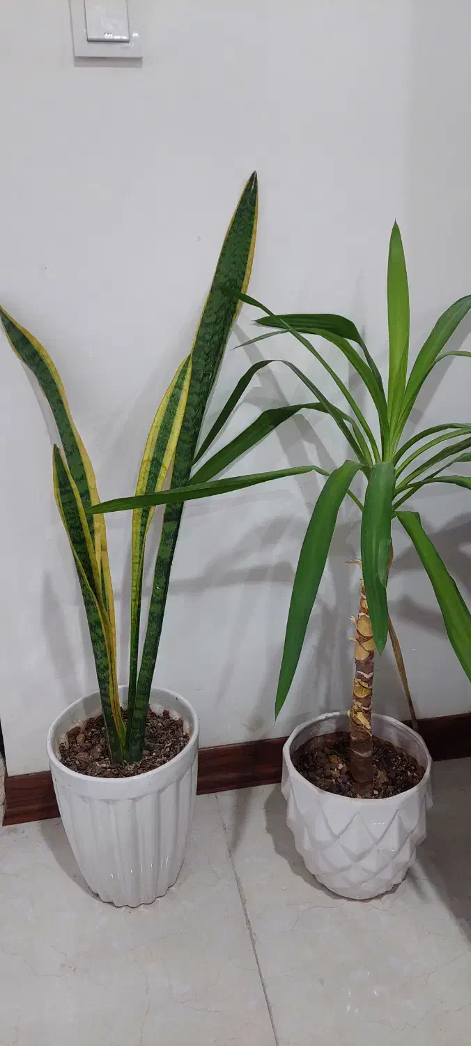 گلدان  و گل گیاه آپارتمانی|گل و گیاه طبیعی|اهواز, کوی باهنر|دیوار