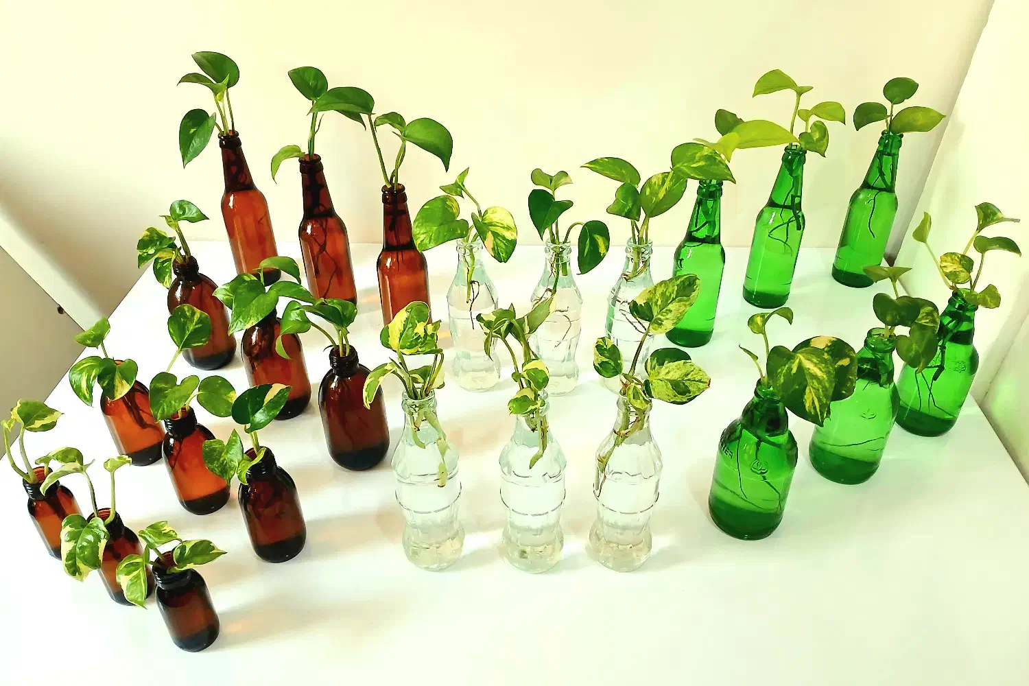 قلمه گل پتوس ابلق، ارتشی، قاشقی، کاکتوس، زیپلین|گل و گیاه طبیعی|تهران, صادقیه|دیوار