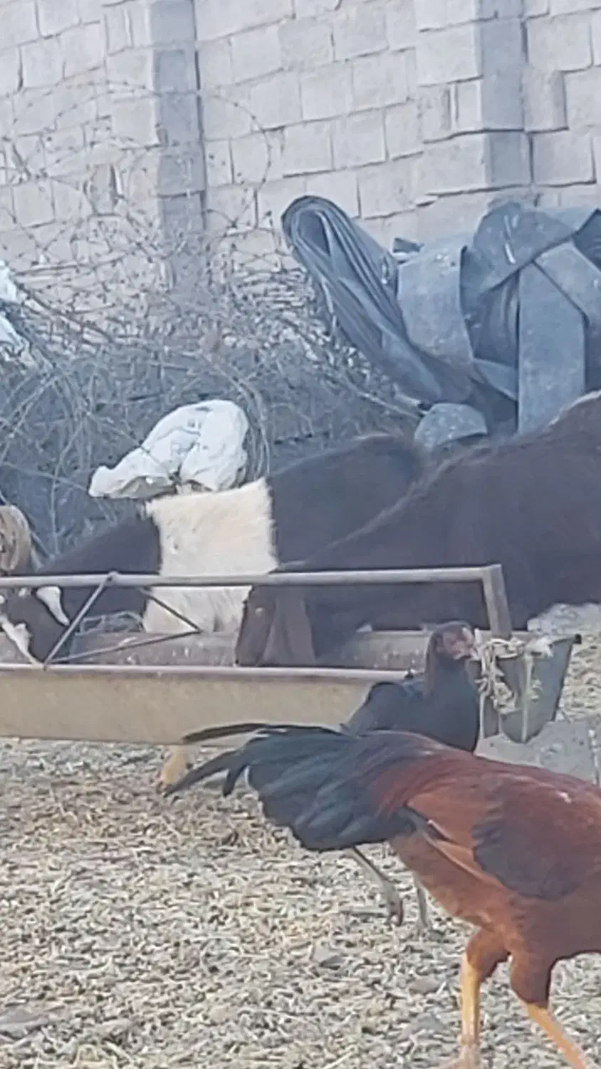 فروش ۲ عدد یک ساله آمریکای آوستن|حیوانات مزرعه|تایباد, |دیوار