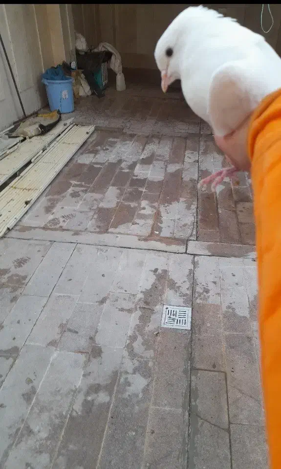 کفتر|پرنده|گرمسار, |دیوار