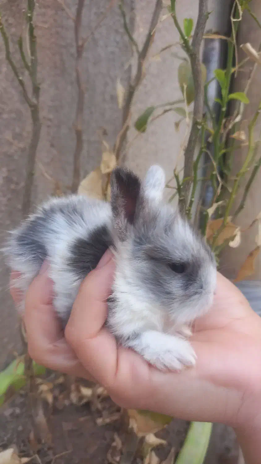 خرگوش مینیاتوری لوپی|موش و خرگوش|کرمانشاه, |دیوار