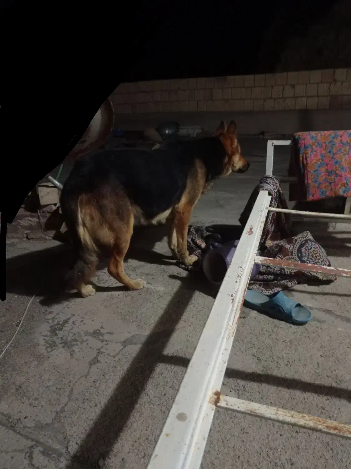 سگ ژرمن شپرد|سگ|سراب, |دیوار