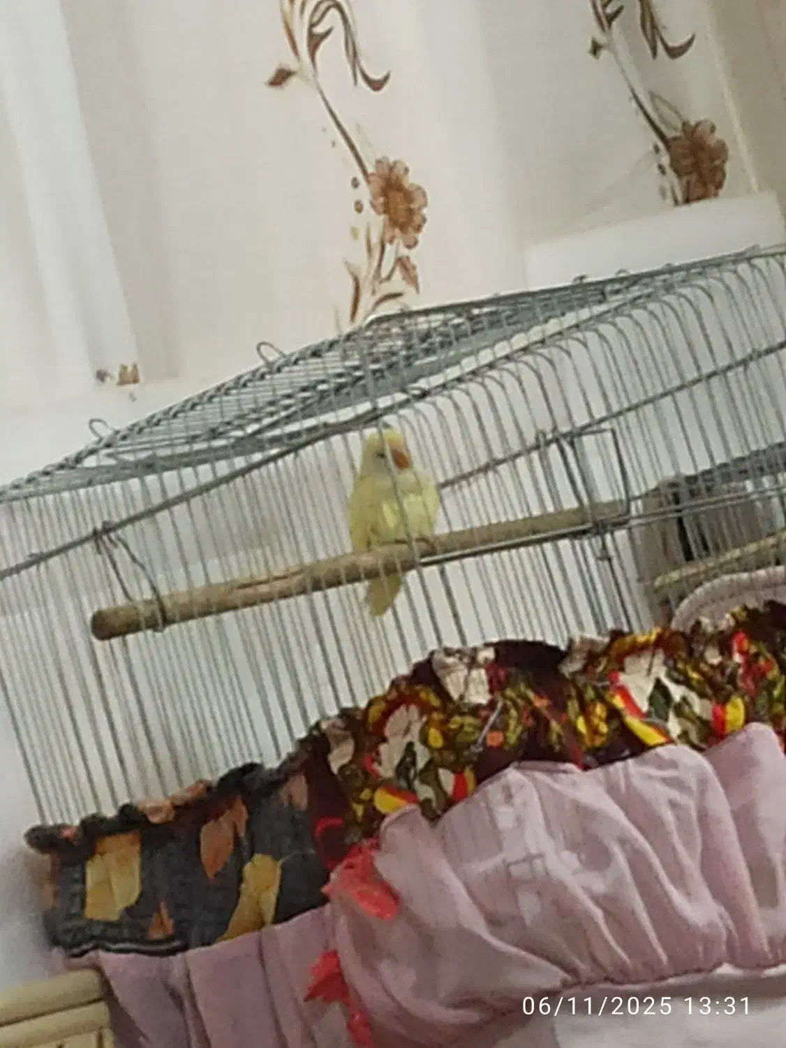 طوطی برزیلی|پرنده|رباطکریم, رباطکریم|دیوار