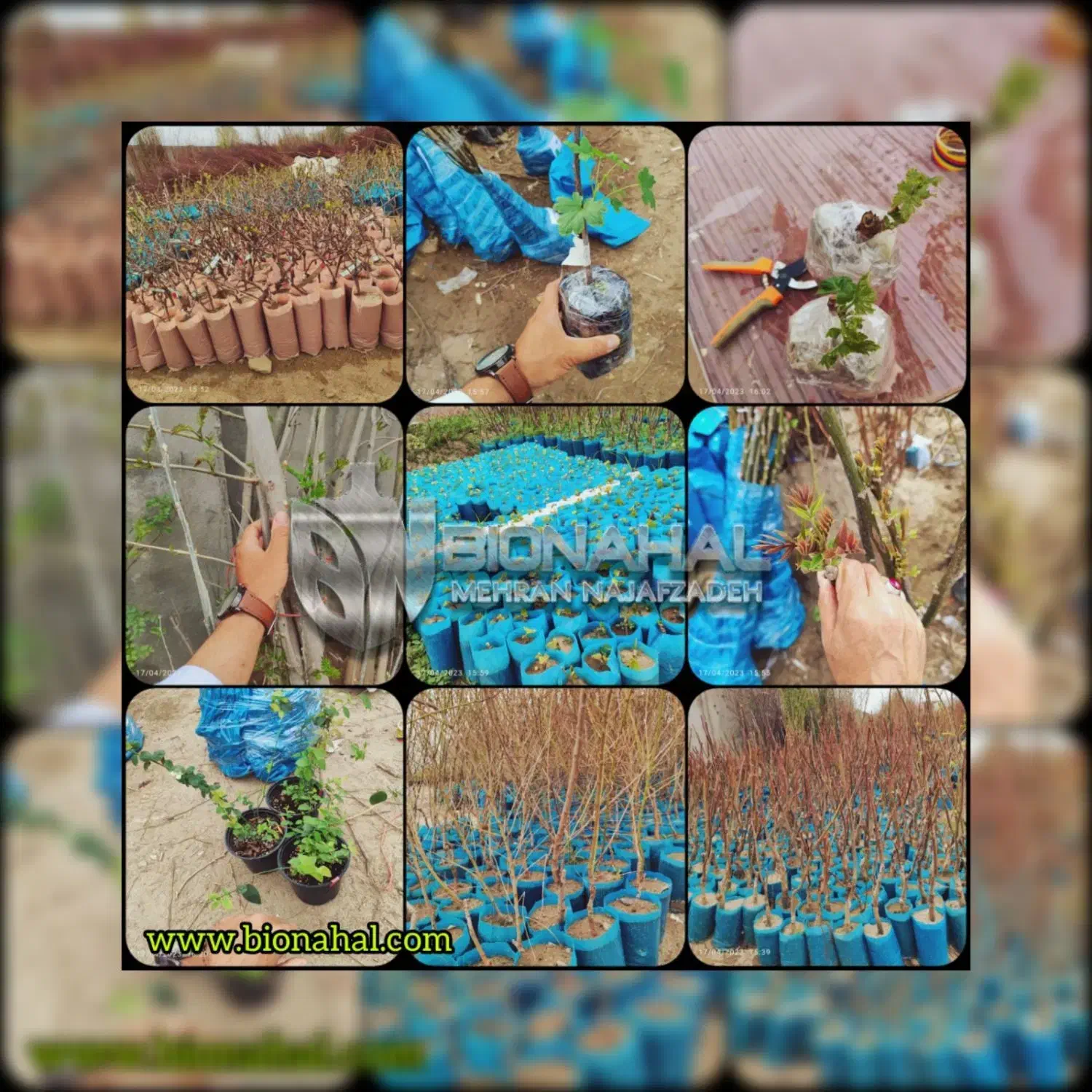 مجموعه نهالستان بیونهال B/N|خدمات باغبانی و درختکاری|کرمانشاه, |دیوار