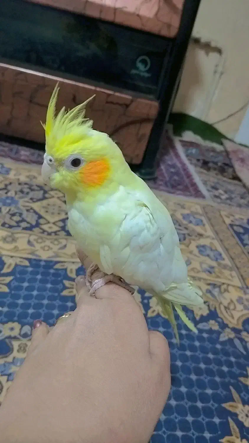 عروس هلندی 8ماهه دستی|پرنده|خوانسار, |دیوار