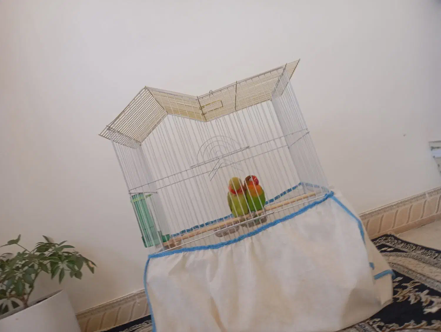 طوطی برزیلی|پرنده|مریوان, |دیوار