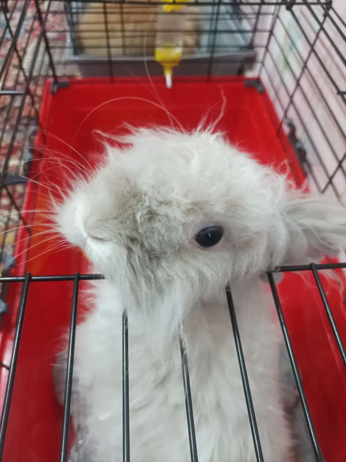 لوپ مینیاتوری زرنگ|موش و خرگوش|تهران, شهرک غرب|دیوار