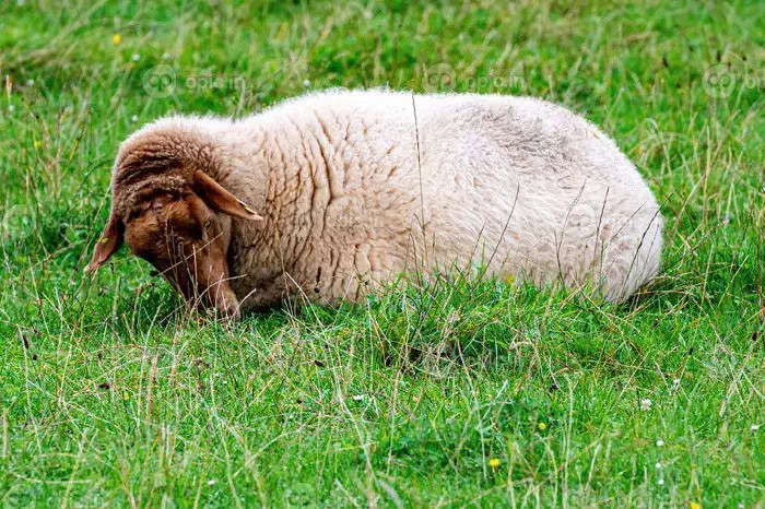 گوسفند چراشده پرواری وگوشتی بضمانت مرجوعی|حیوانات مزرعه|مشهد, نوید|دیوار