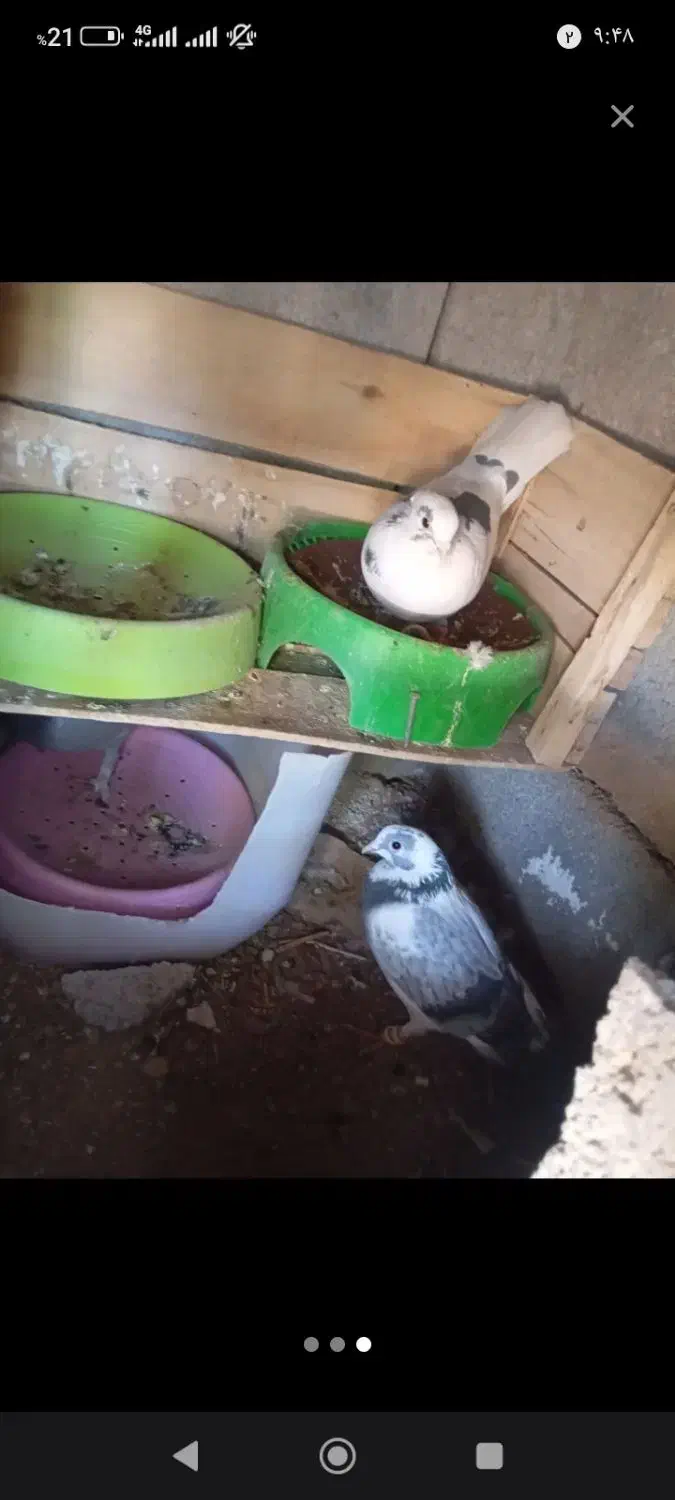 کبوتر دونه صد|پرنده|سر آسیاب یوسفی, |دیوار