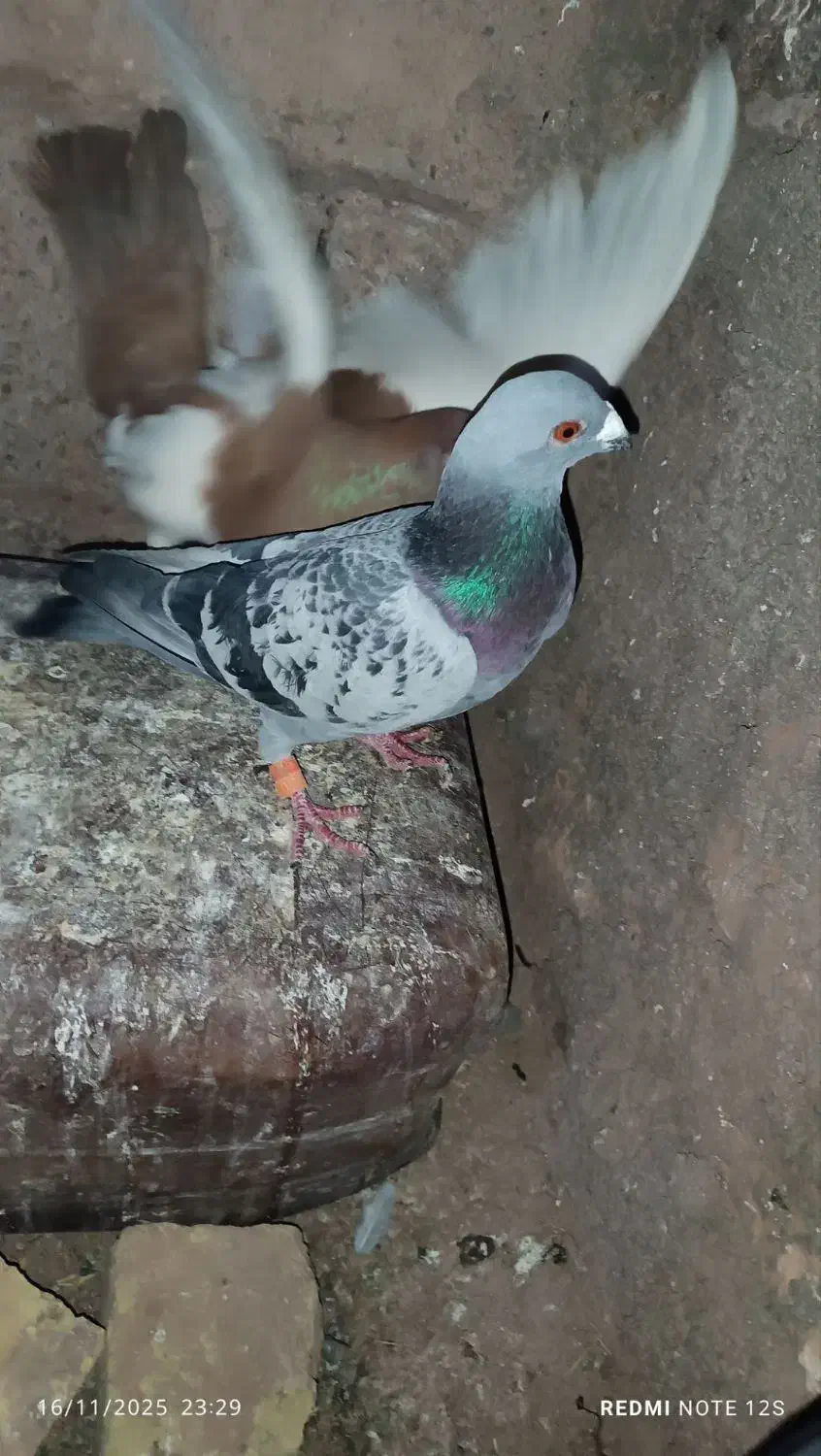 کبوتر|پرنده|سبزوار, صالح آباد|دیوار