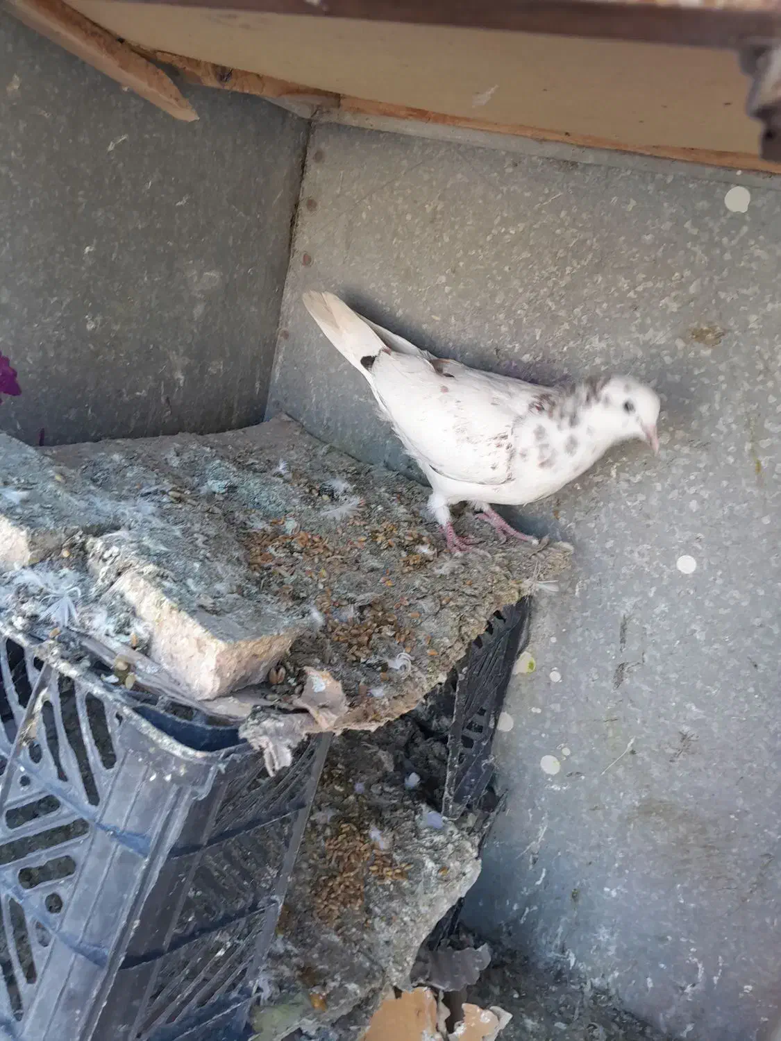 کفتر یا کبوتر|پرنده|هشتگرد, شهرک راه آهن|دیوار