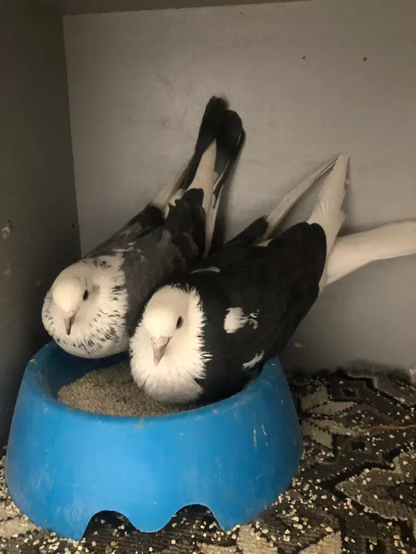 کبوتر نقش و پرشی|پرنده|گرمسار, |دیوار