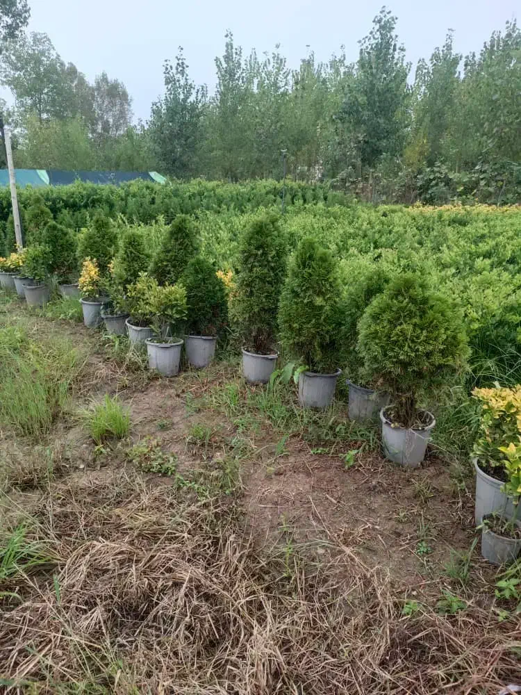 انواع گل گیاه و کاج لاوسون|خدمات باغبانی و درختکاری|اردبیل, |دیوار