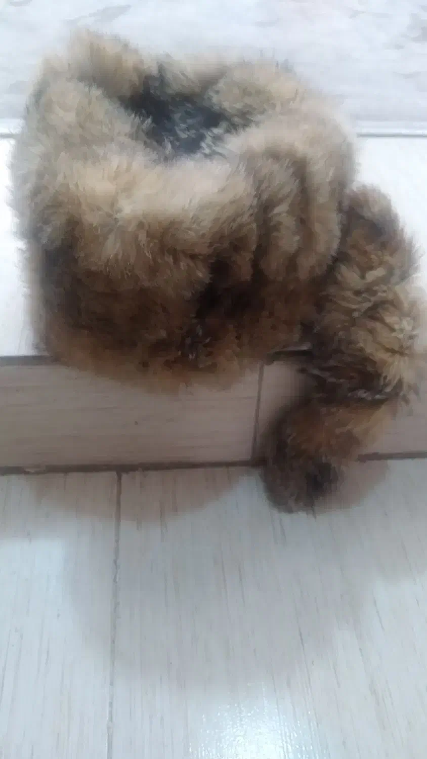 کلاه روس|لباس|تهران, شهید رجایی|دیوار