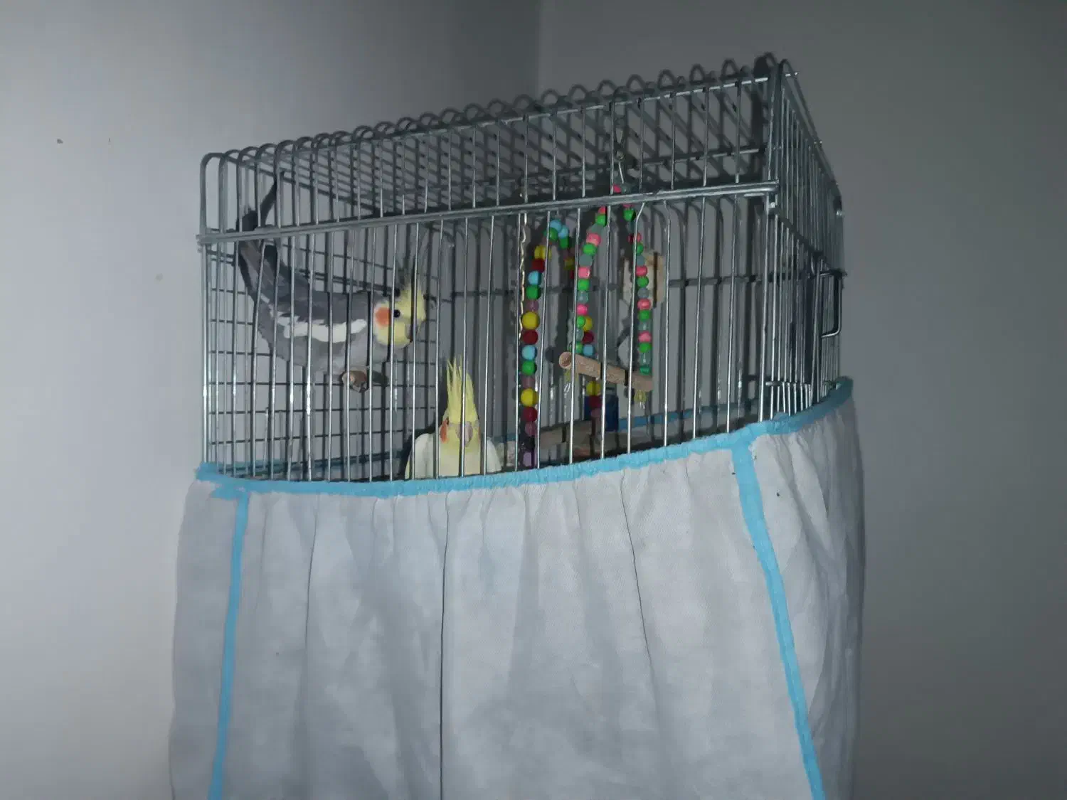 دو عدد عروس هلندی نر دستی همراه با قفس|پرنده|دهلران, |دیوار