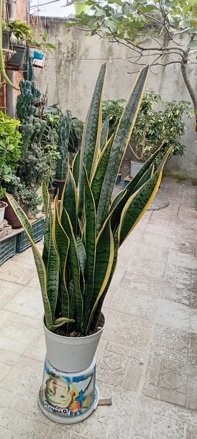 گل مار بسیار بزرگ وزیبا و انواع گلهای دیگر|گل و گیاه طبیعی|رشت, تازه آباد|دیوار