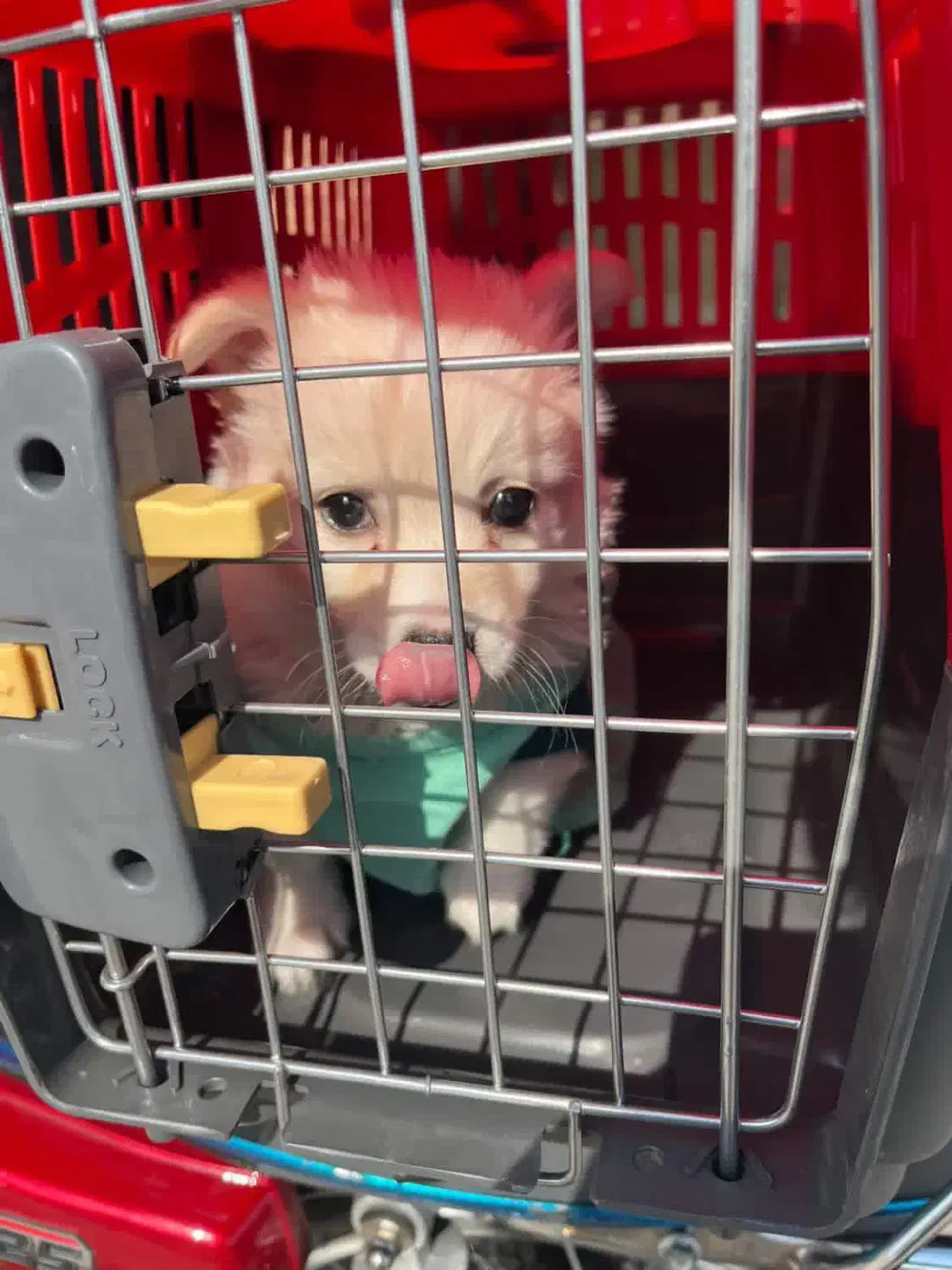 سگ پامرین|سگ|بندر ماهشهر, |دیوار