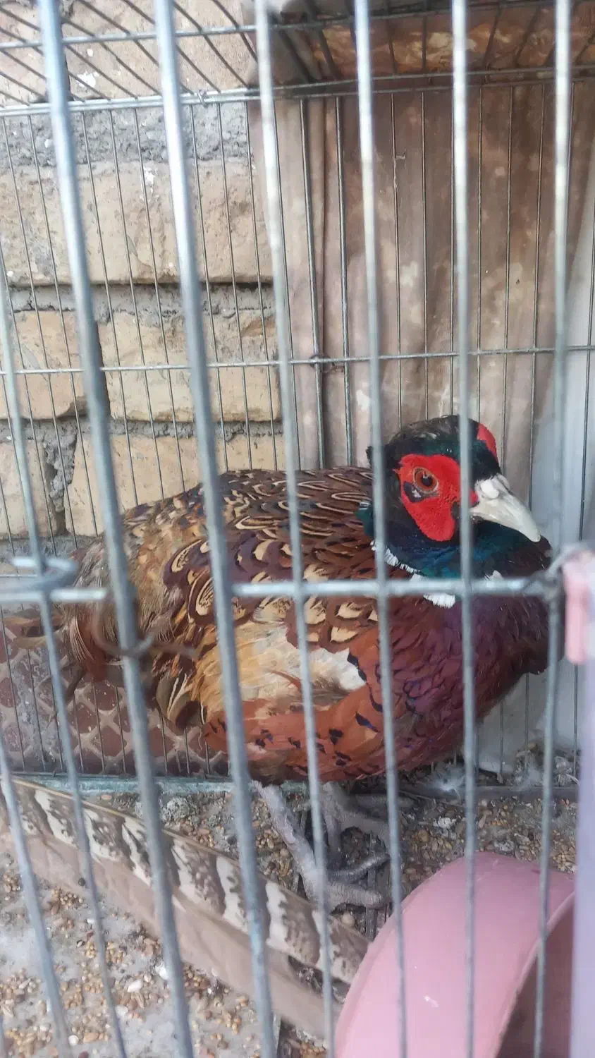 خروس بلژیکی|حیوانات مزرعه|ارزوئیه, |دیوار