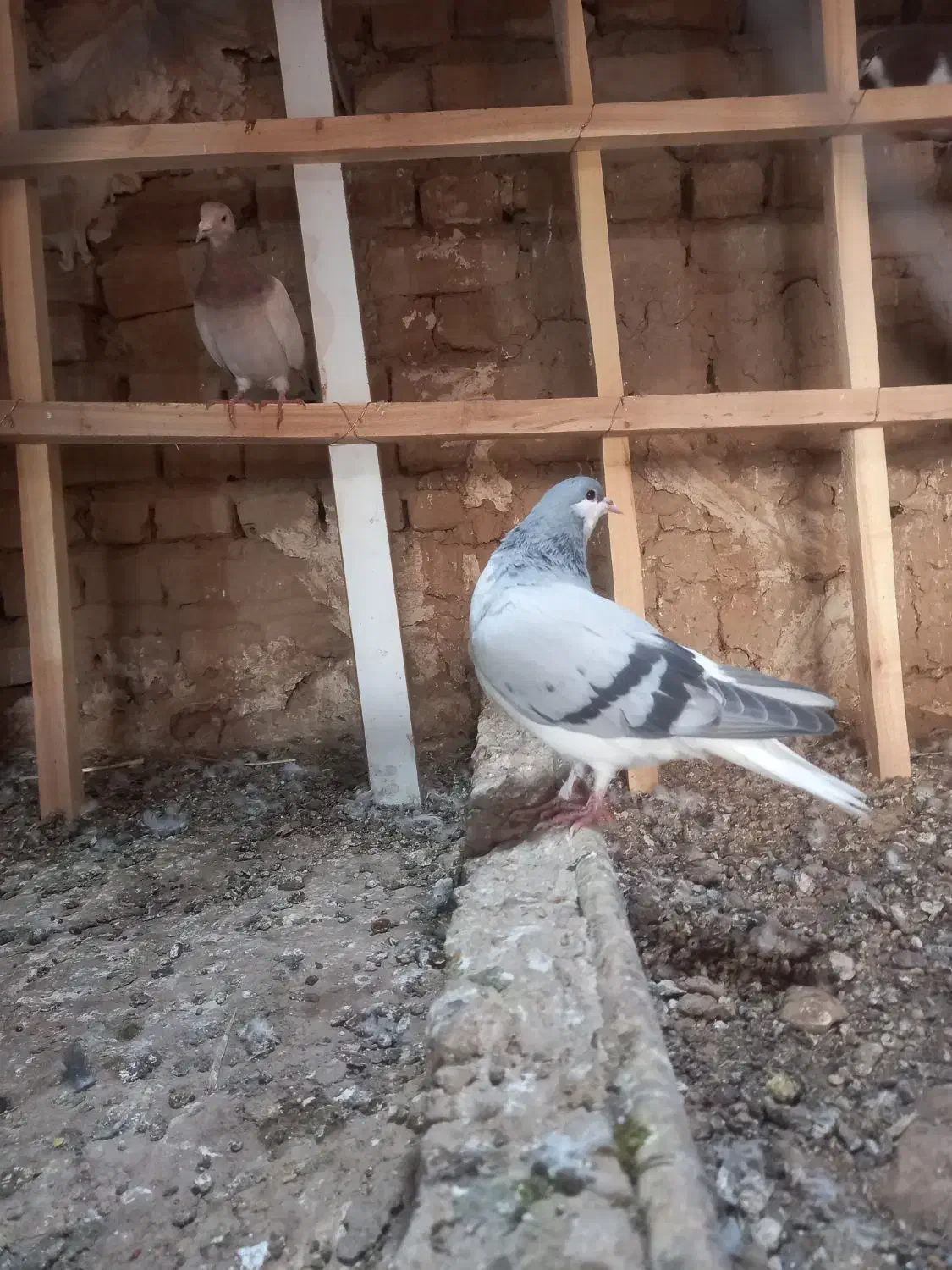 کو بدرنگ|پرنده|تاکستان, |دیوار