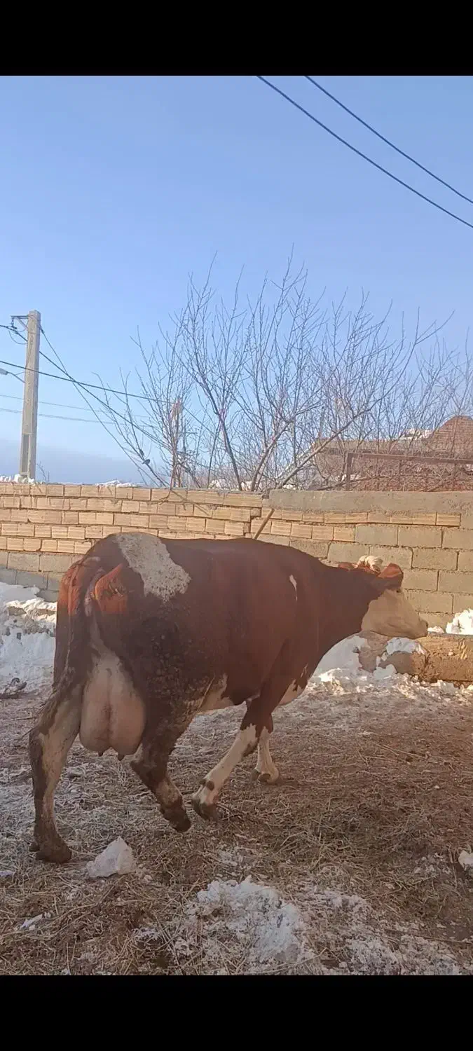 گاو سیمینتال درجه یک|حیوانات مزرعه|هشترود, |دیوار