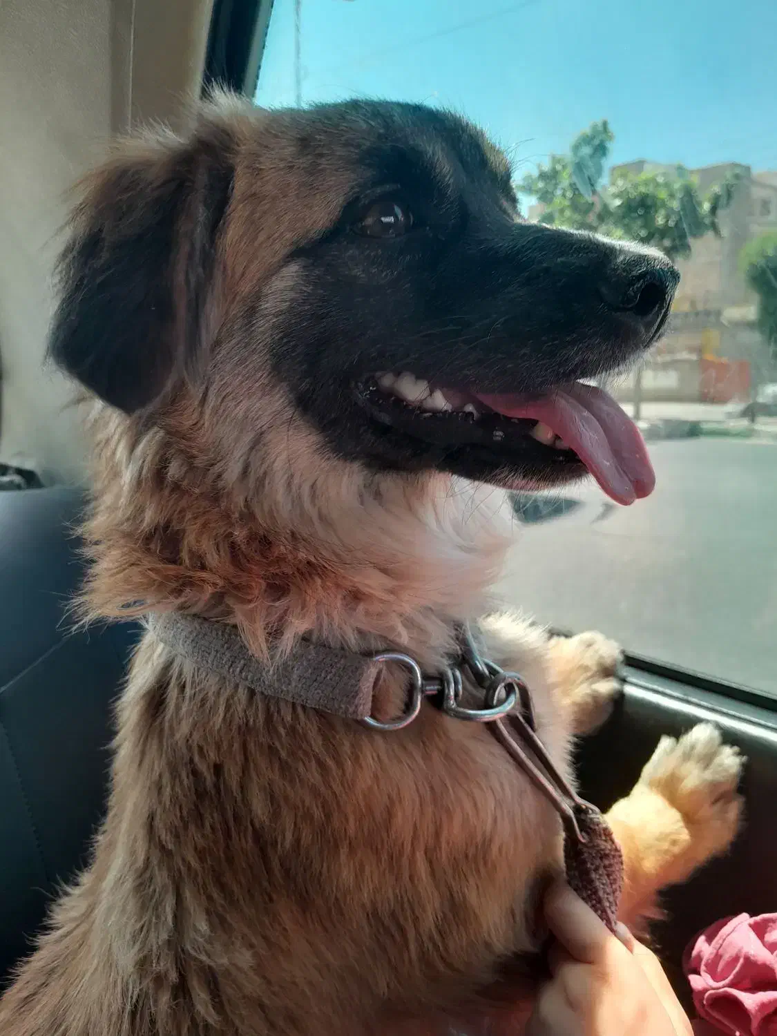 سگ خونگی|سگ|فردیس, شهرک هفده شهریور|دیوار