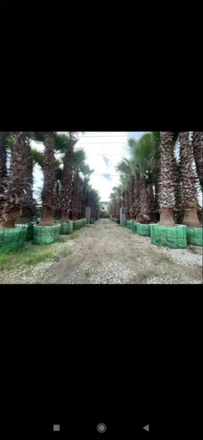 پالم واشنگتن ریشه پرس|خدمات باغبانی و درختکاری|تنکابن, |دیوار