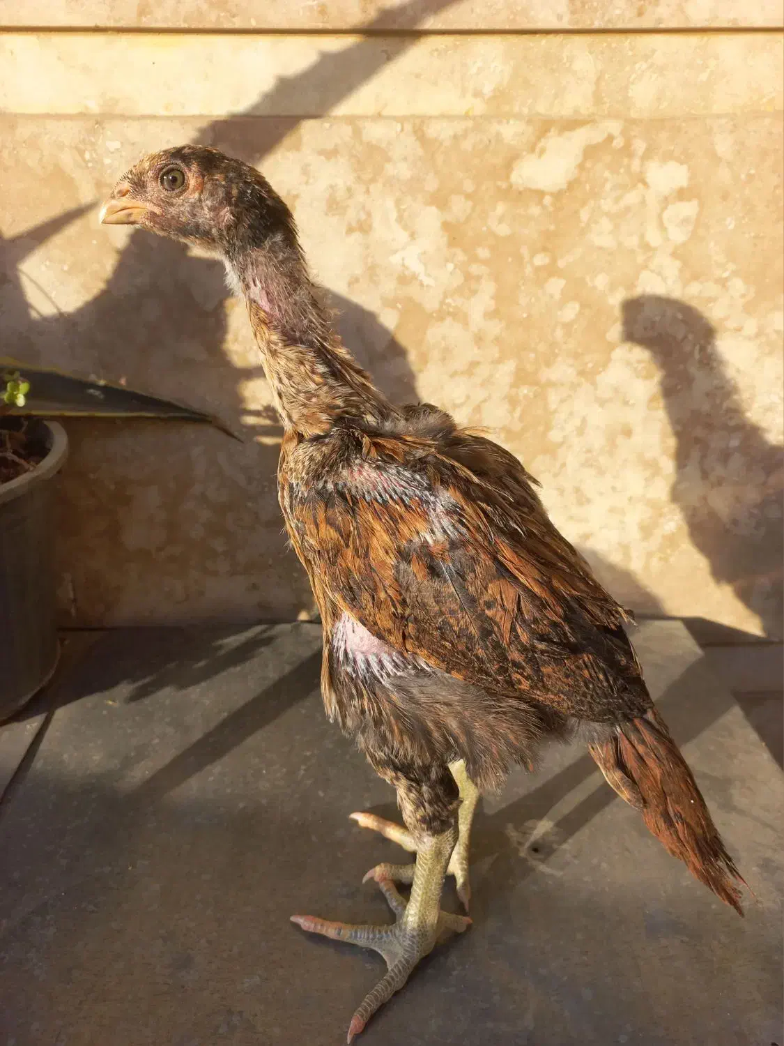 مرغ و جوجه لاری انگلیسی و هندی|حیوانات مزرعه|فردیس, شهرک ۱۱۰|دیوار