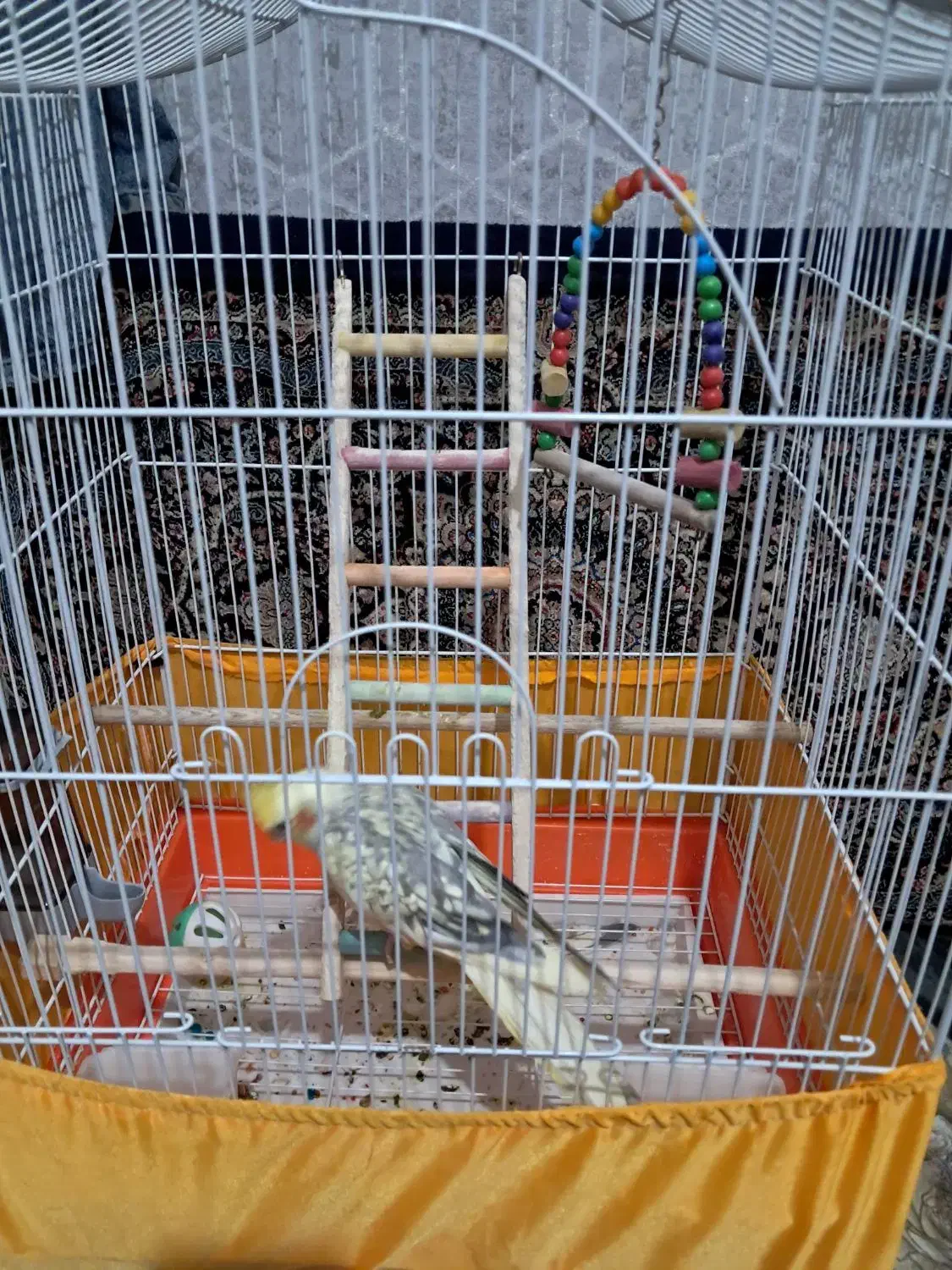 عروس هلندی.|پرنده|پاکدشت, پاکدشت (مامازند)|دیوار