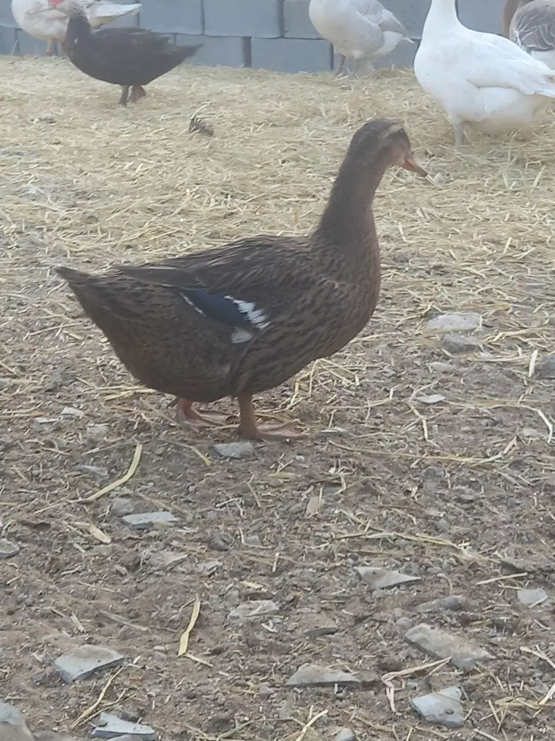 مرغ خروس جوجه گلین اردک روسی|حیوانات مزرعه|شیراز, گویم|دیوار